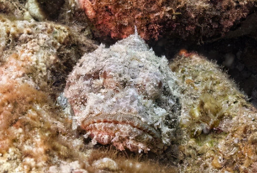 澳洲海滩出现全球最毒生物！一碰致命！已有17岁少年不幸离世