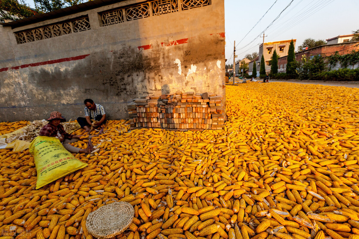 玉米预测：山东玉米2600失守，玉米期货跌破2450！新粮底价难寻？