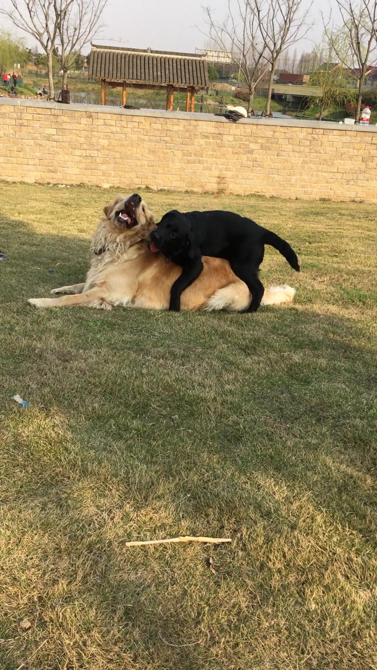 你准备好养宠物了吗，近4年养宠经验带你入门成为合格主人