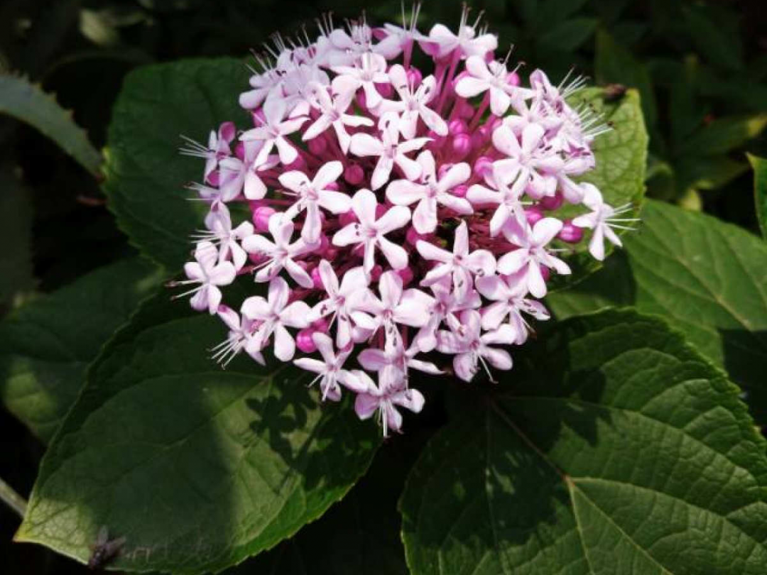 10種“臟臟”花，愛干凈的人別養，會招蟲子