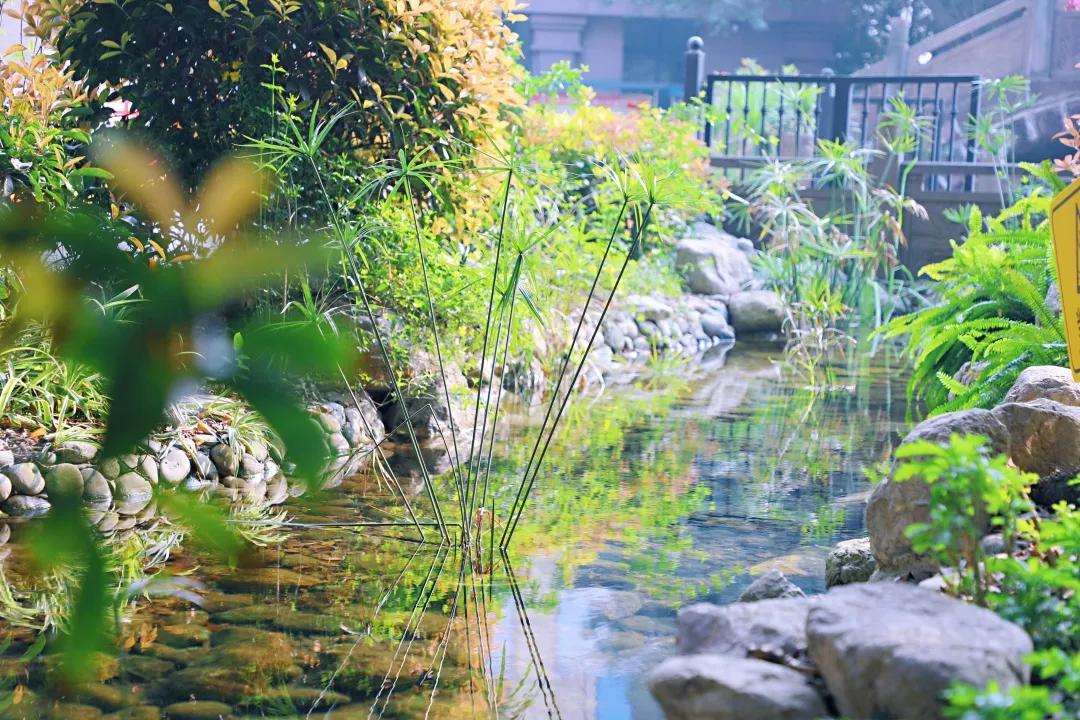 带上五官到校园里寻找春天——成都市华中附小大自然的语文课