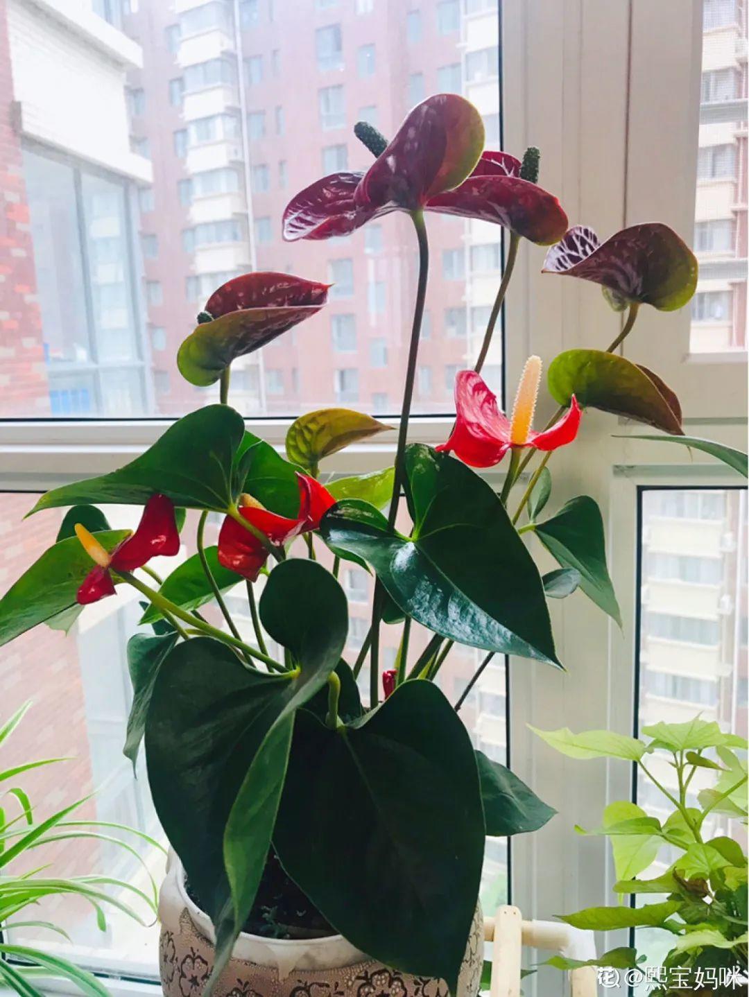 春天不能晒的花，越晒越丑，放阴凉地儿，反倒