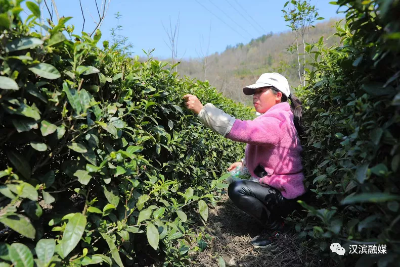 初春阳光里 茶农采茶忙