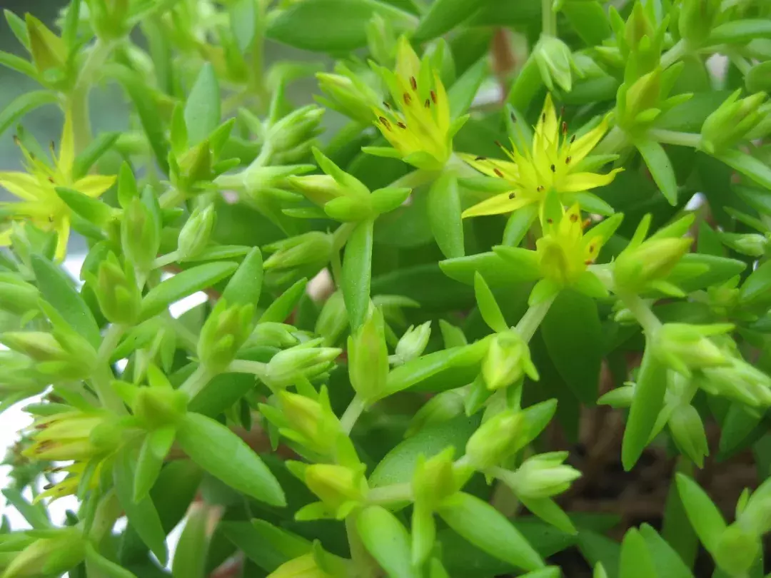 7种多肉植物具有药用价值!你都认识吗?