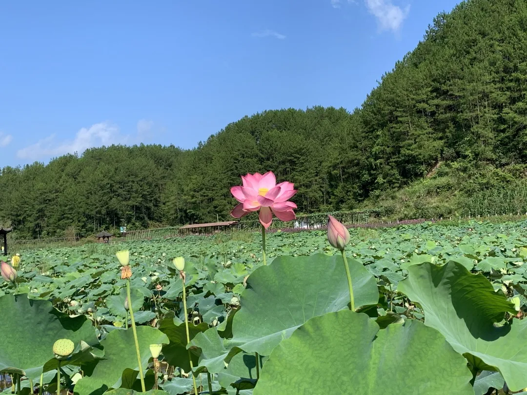 九龙田园多种游玩项目等你!水上乐园+百亩荷塘+丛林穿越+皮划艇