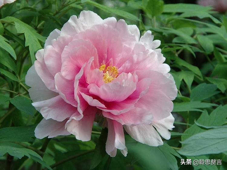 生日祝寿诗词精选四十二首 最美好的祝福，都在诗句里了-第31张图片-非凡网