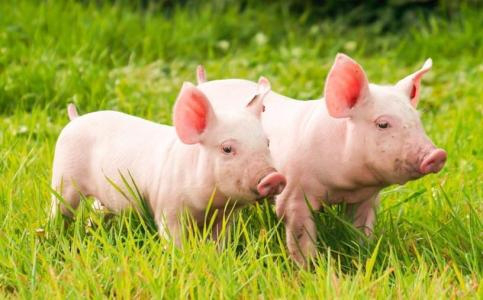 哺乳期的母猪可以驱虫吗？
