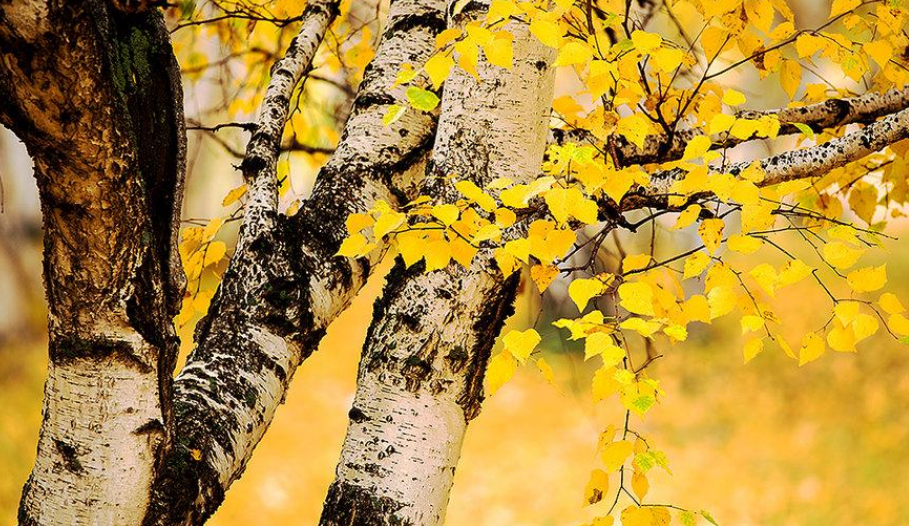 年年最爱秋光好，在诗词中感受不一样的秋日风情-第20张图片-诗句网