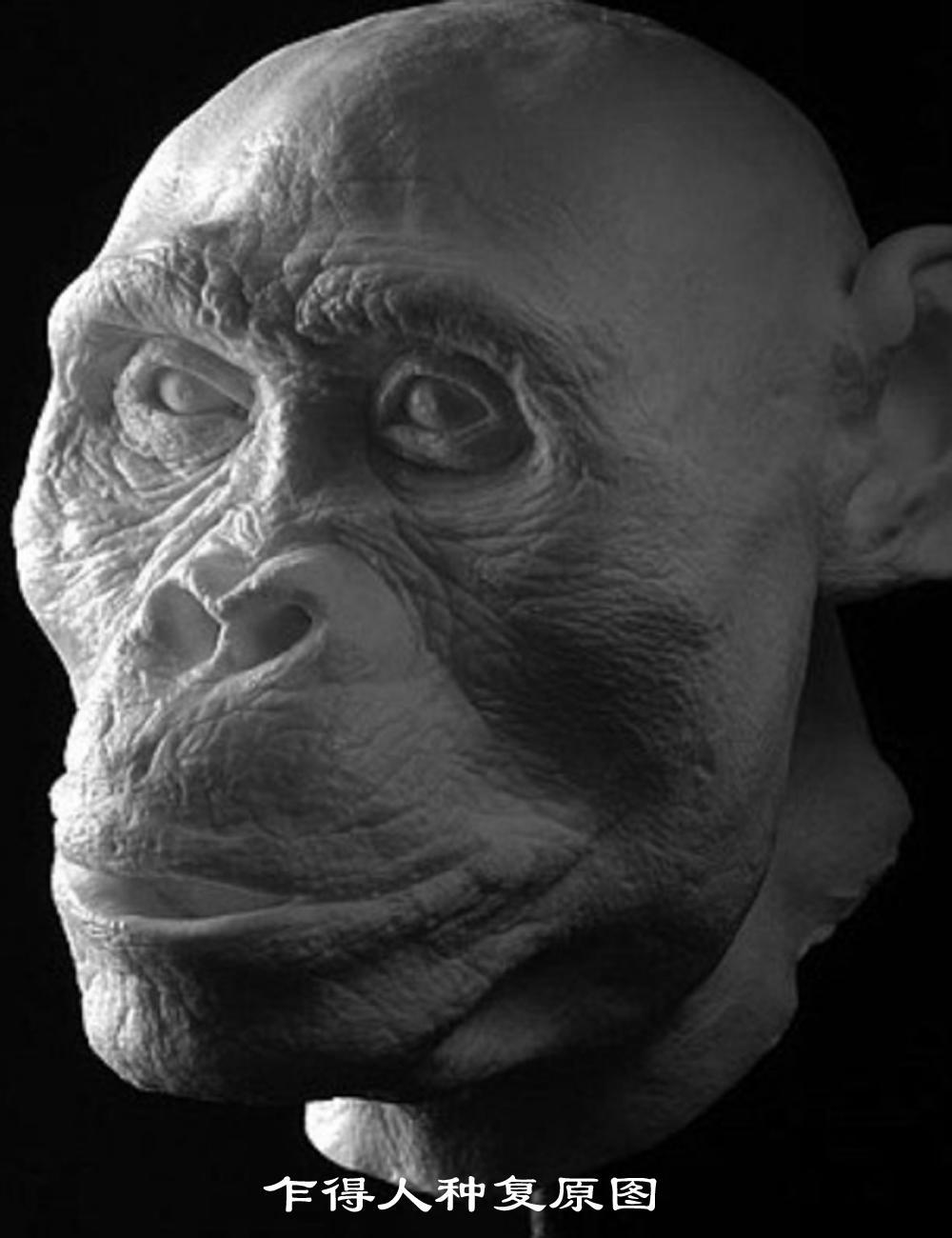 进化：人类从猿到人的这几百万年