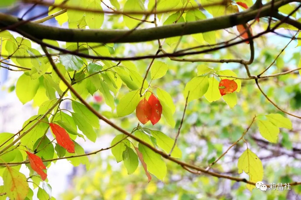 “莉晶社”落户凯里学院双创空间，为年轻人搭建最佳创业平台