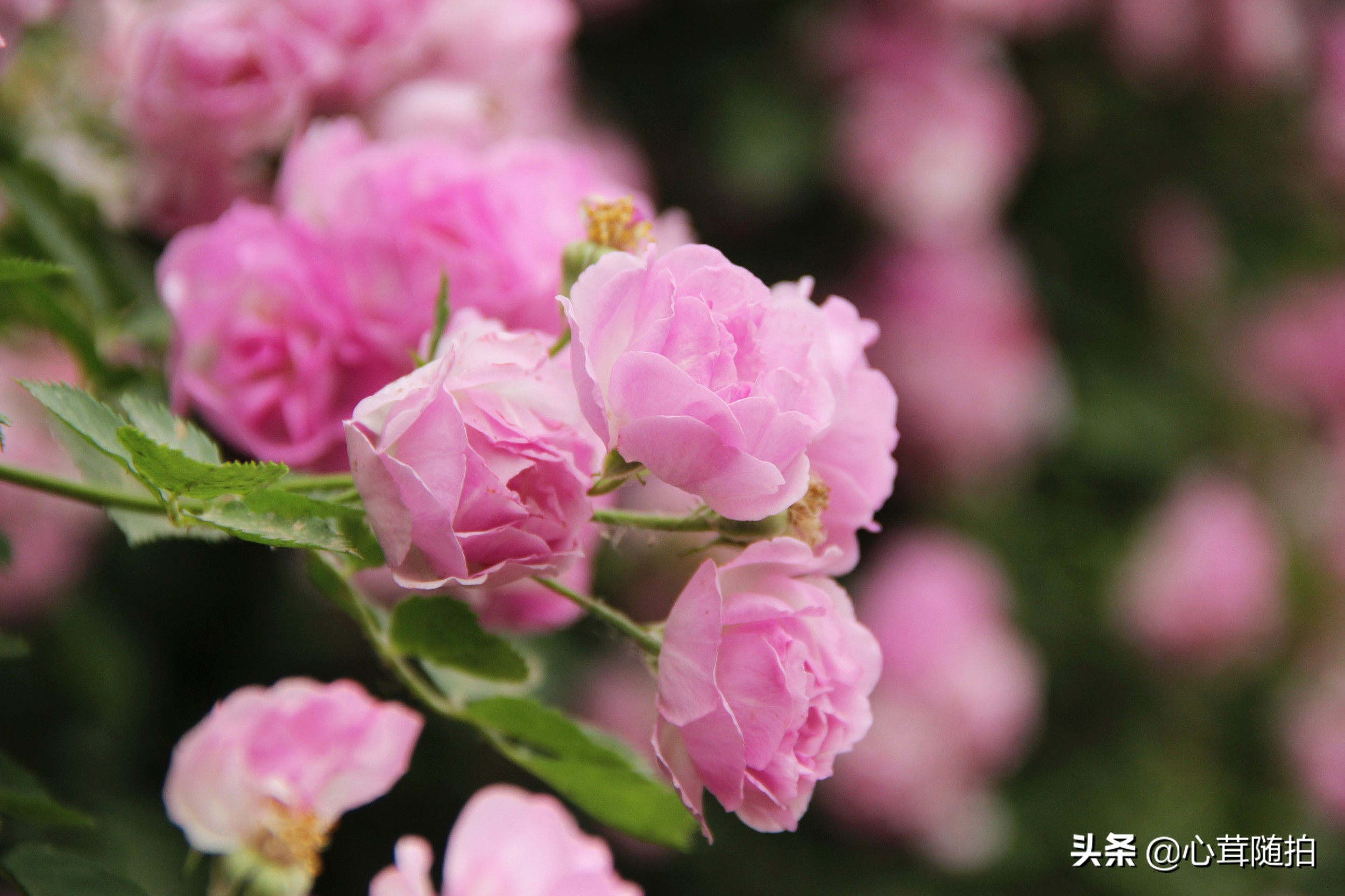 薔薇屬是一個大的植物範疇,像我們的熟悉的玫瑰,月季都屬於薔薇屬.