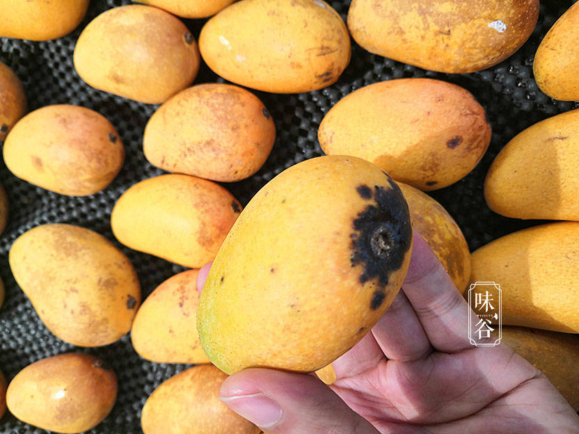 買芒果別只會挑大的，學會這4招，肉厚核薄香又甜，不花冤枉錢