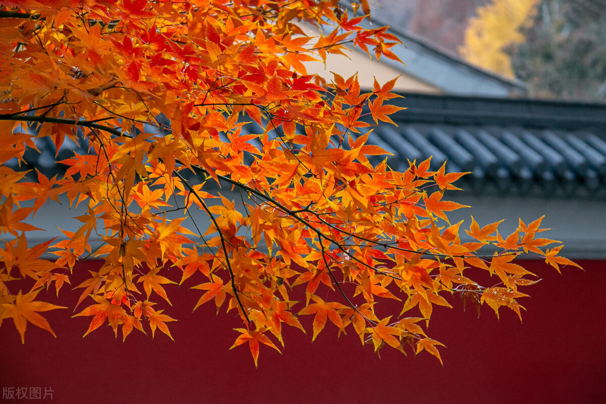 9月不可错过的这15处初秋美景，领略中国最美的秋色，美得不像话插图29