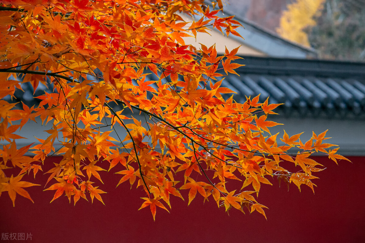 9月不可错过的这15处初秋美景，领略中国最美的秋色，美得不像话插图29