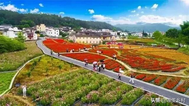 乡村振兴将给年轻人带来什么机遇？三大方向，破局“农业+”