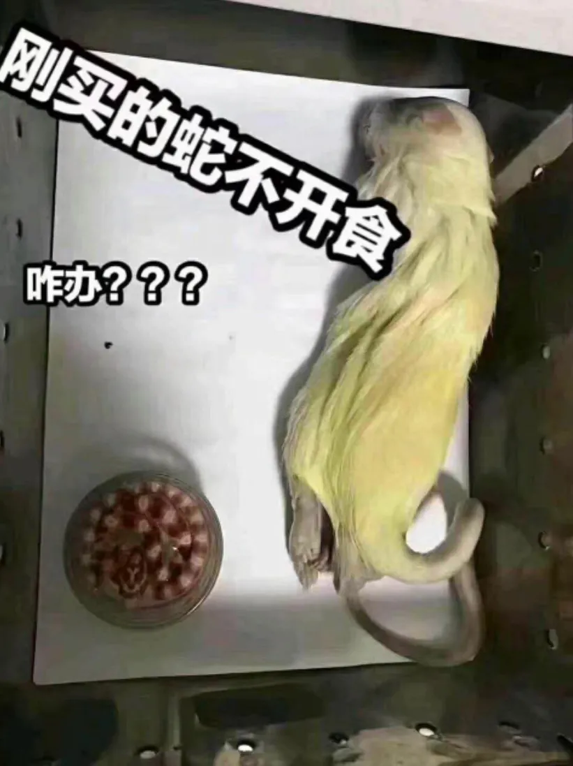 蛇苗不开食 难道只能填?且慢