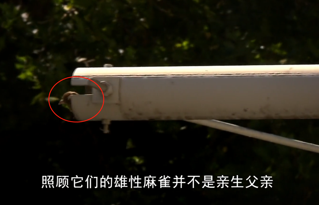 為什么麻雀很少娶兩個(gè)老婆？是忙不過(guò)來(lái)，還是另有隱情？
