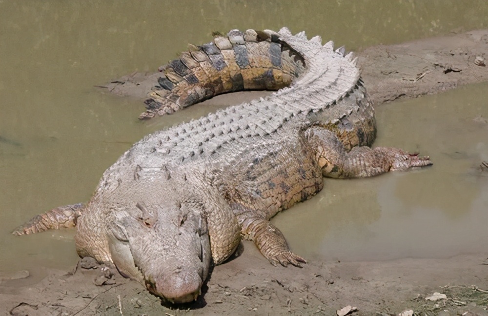 澳大利亞的鱷魚也泛濫了？猛增15萬條，“鱷魚獵人”開始吃香