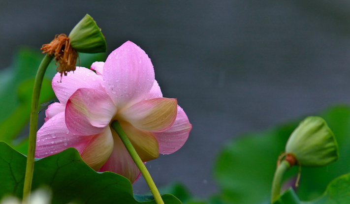 江南可采莲，十首采莲的诗词，带你欣赏荷塘的美景-第19张图片-诗句网