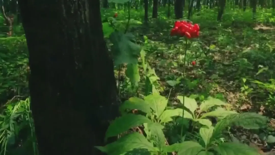 《吉林新闻联播》白山：药材好药才好 高质量推升中医药产业