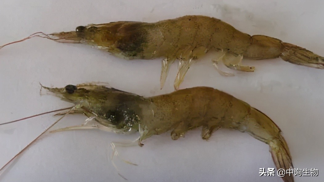 南美白对虾黑鳃黄鳃是怎么回事?中询生物:患鳃病后,要这样治