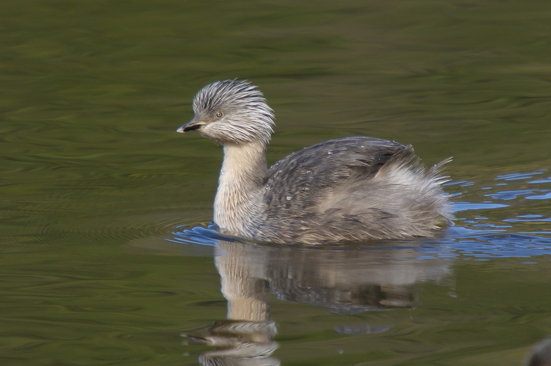 灰頭䴙䴘發如雪，繁華如三千東流水