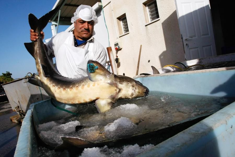 黑魚子醬生產(chǎn)全過程，全程非常解壓