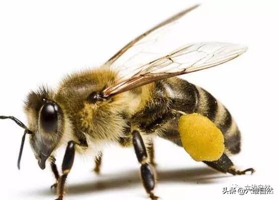 奇特动物趣闻：体型相差几千万倍，大象听到蜂声，10秒内会逃走-第1张图片-大千世界