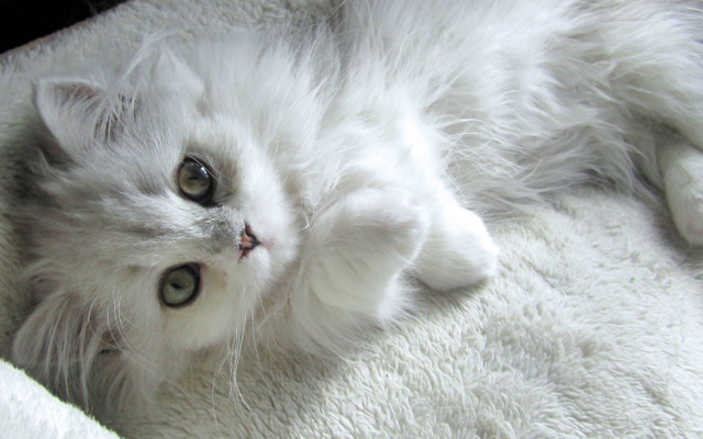 地球上10大最美的猫咪，布偶猫和金吉拉领衔，有你喜欢的吗？
