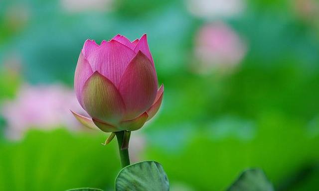 不刻意去追求，才有大出息