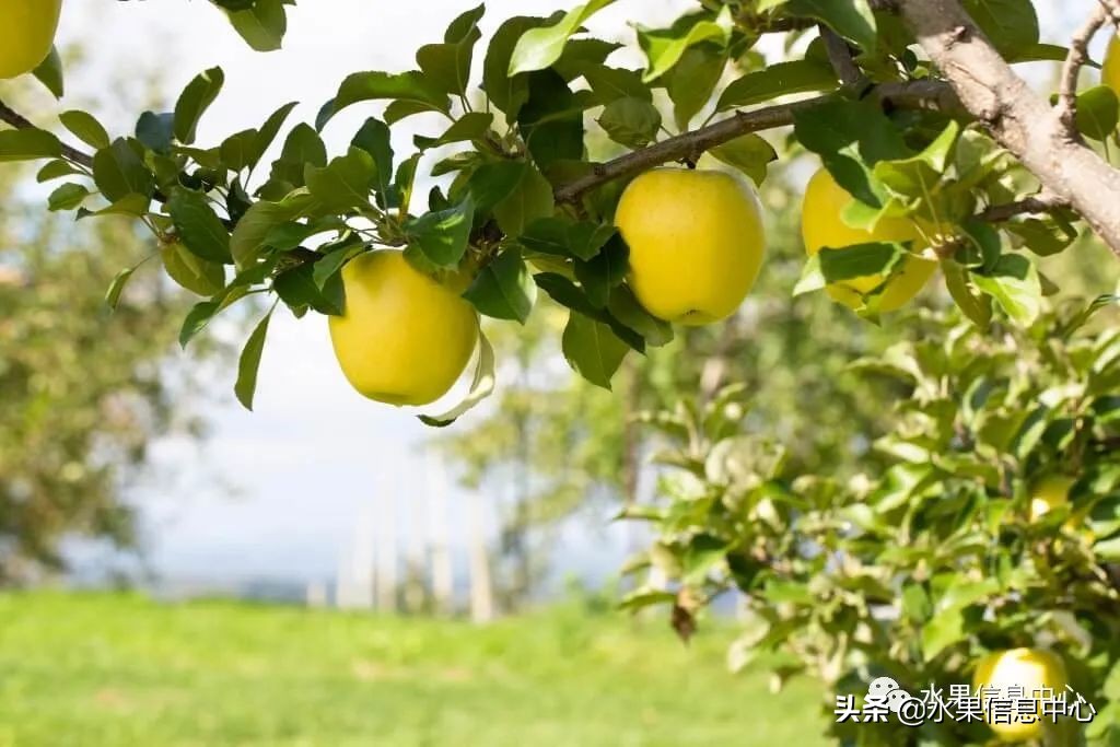 日本苹果为什么种的好？走进日本苹果第一大县“青森县”