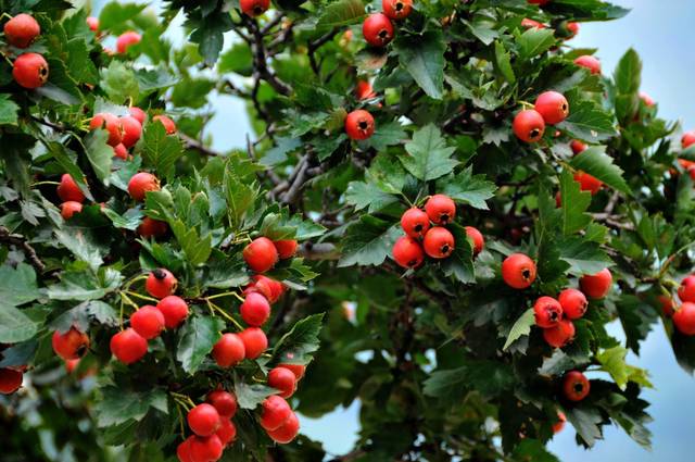 ���������콥����ʢ��һ��������