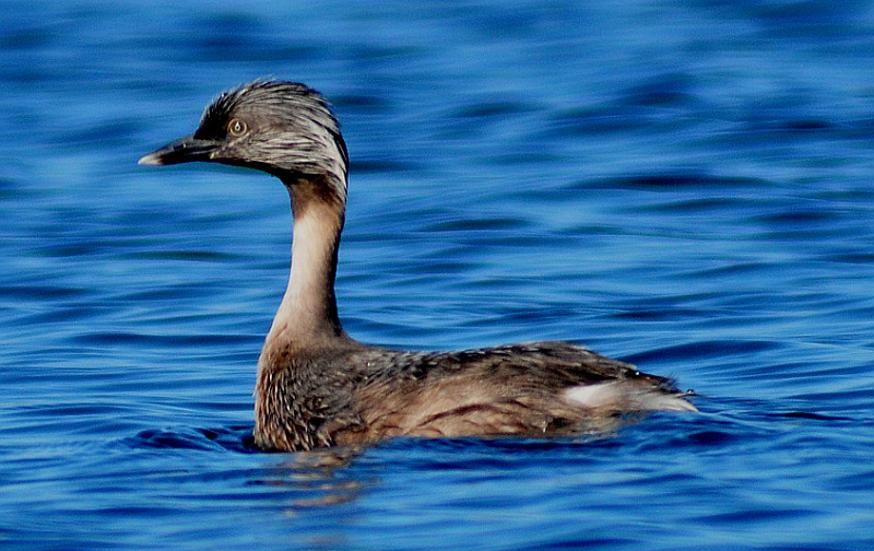 灰頭䴙䴘發如雪，繁華如三千東流水
