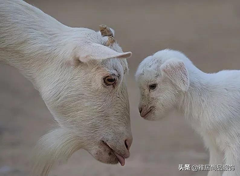 细说羊毛&羊绒的区别，一字之差，你的羊绒大衣买对了吗？
