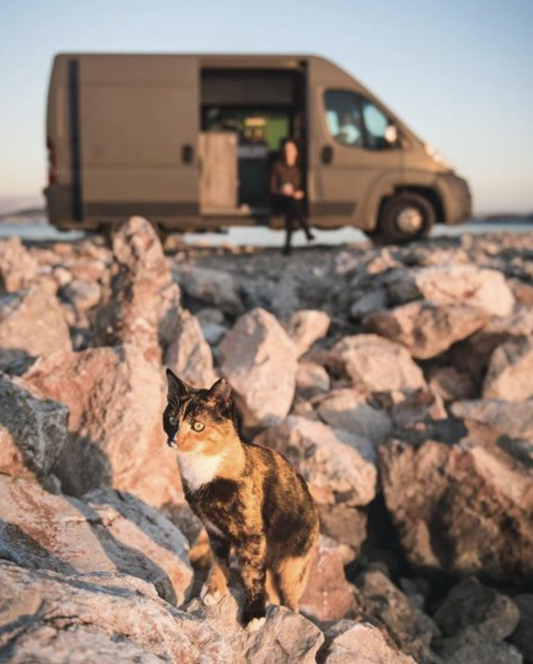 猫咪主动跳上车，能有啥坏心思？只不过想来一场说走就走的旅行