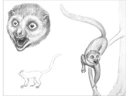 人类进化链上缺失的“过渡化石”被找到，印证