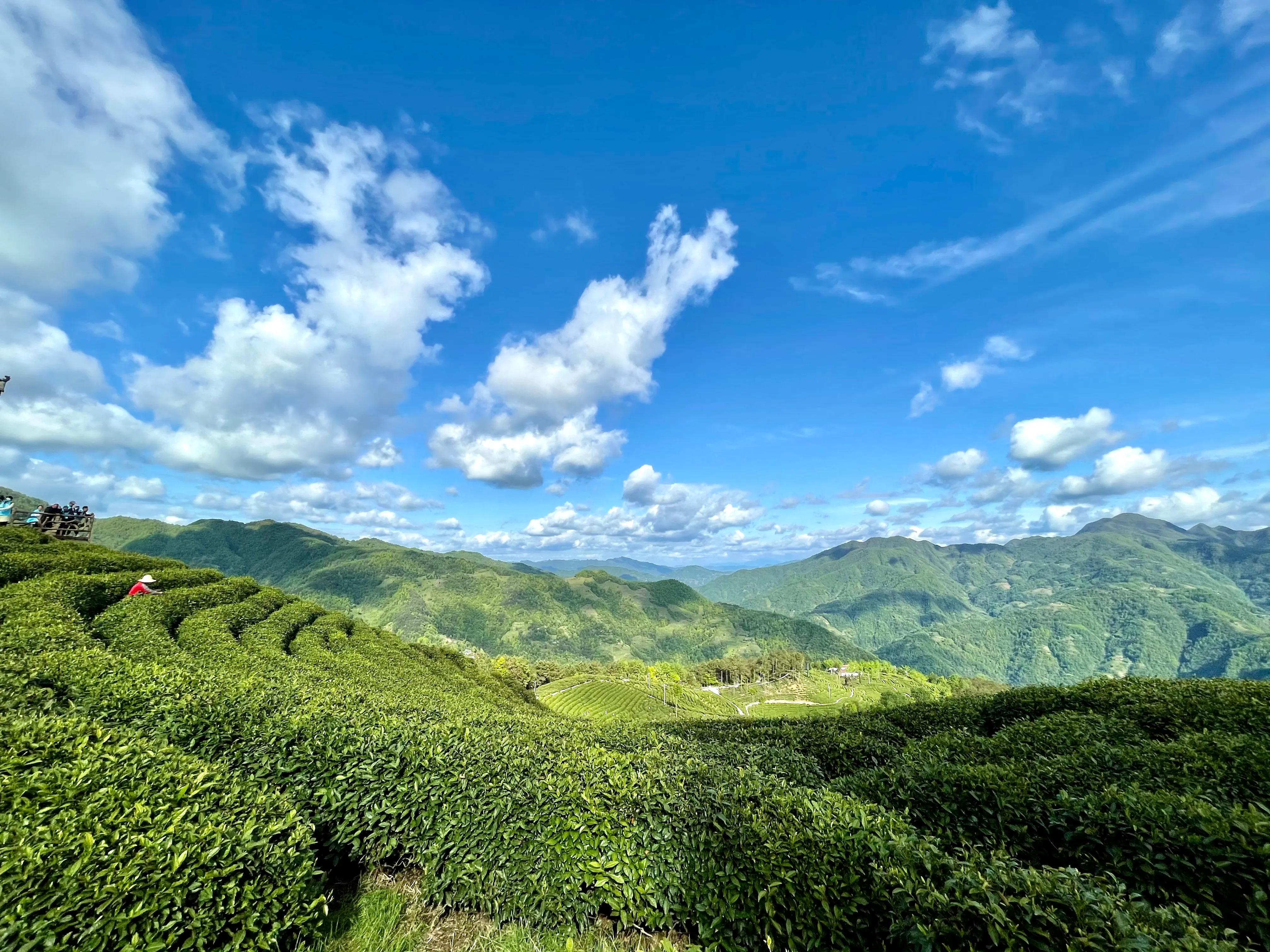 生態(tài)鎮(zhèn)巴，名茶之鄉(xiāng)，在鎮(zhèn)巴最美茶園采茶、品茗、觀(guān)云海