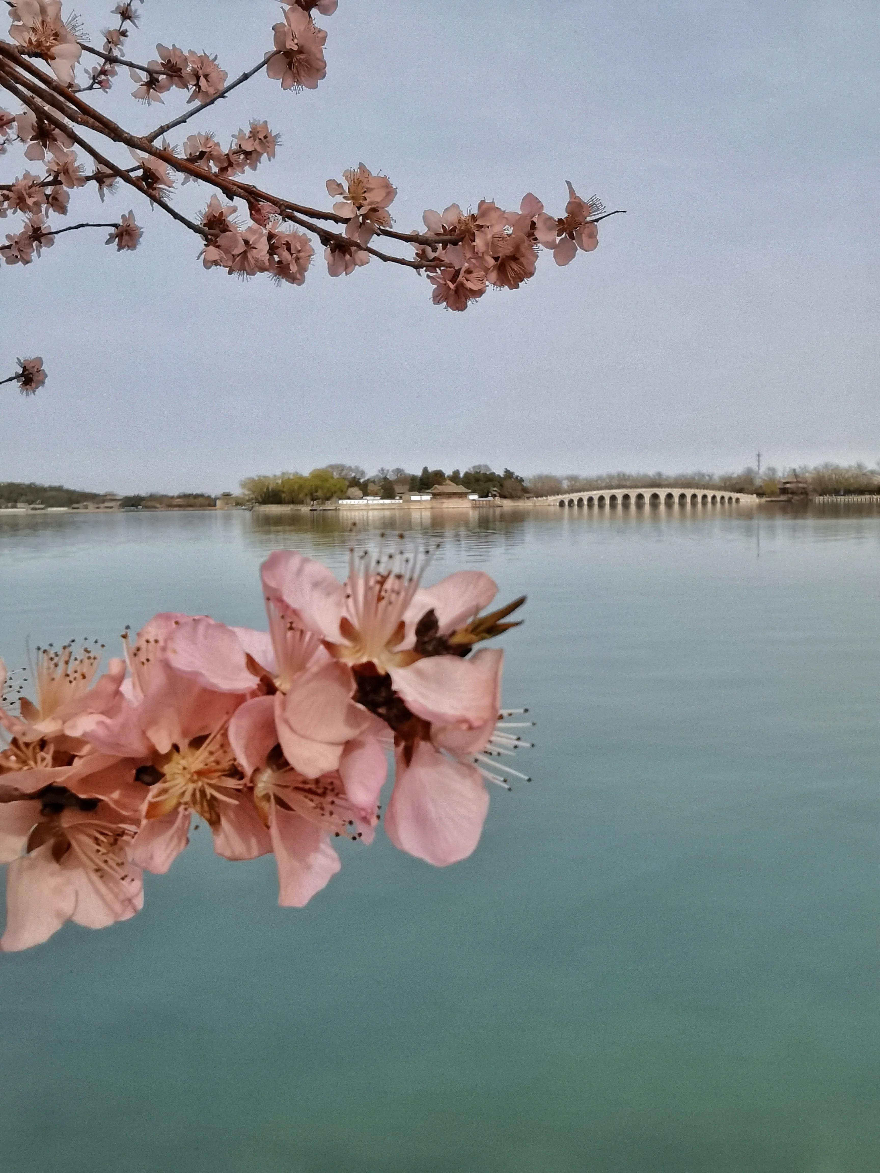 北京颐和园里 花香水清景色美 唐八爷 Mdeditor