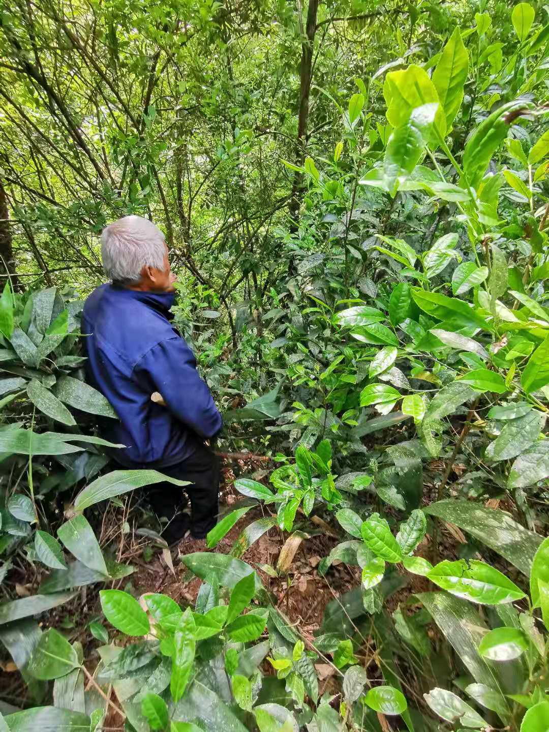 陸桐說茶：許多年后，茶樹長大了，他們卻老了