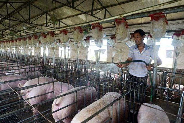 猪肉价格连续14周下跌，终于迎来“全线飘红”，