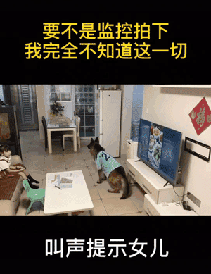 人类已经无法阻止宠物狗了……