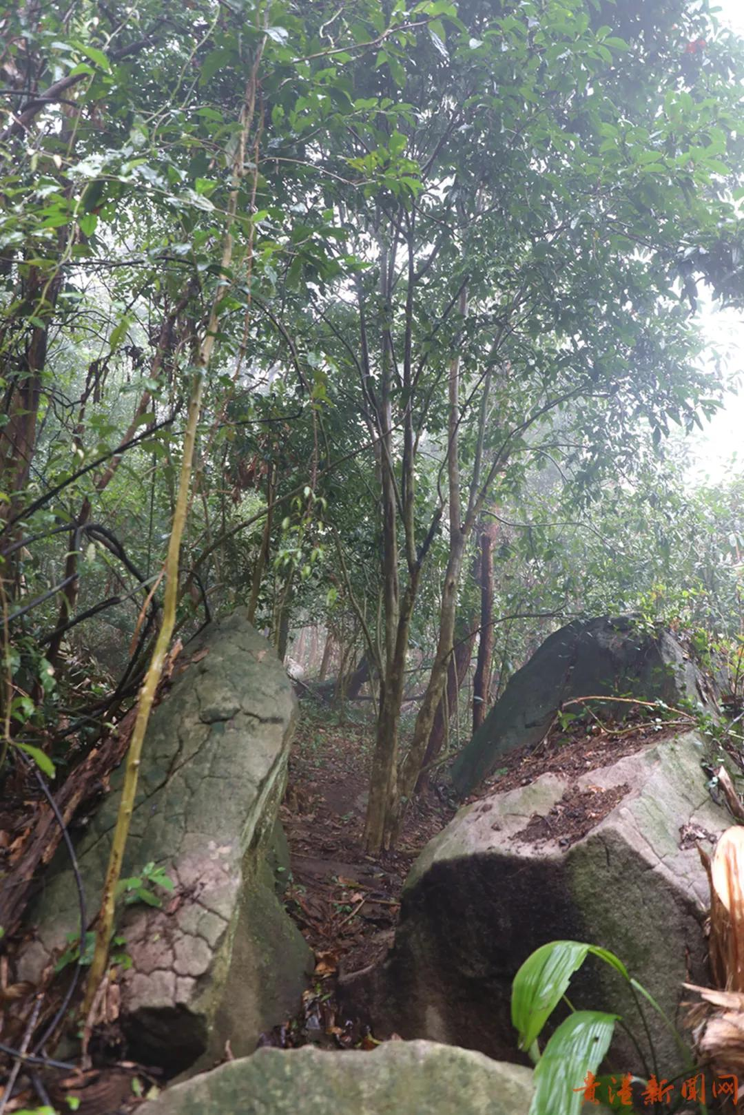 探访藏在高山云雾里的珍稀野生始祖茶