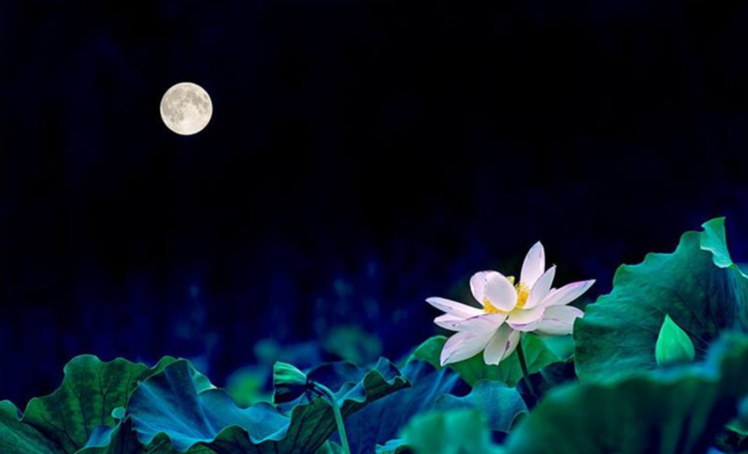 月色 婵娟 荷花 明艳，十首有关荷花与月色的诗词，在月光里流溢荷香