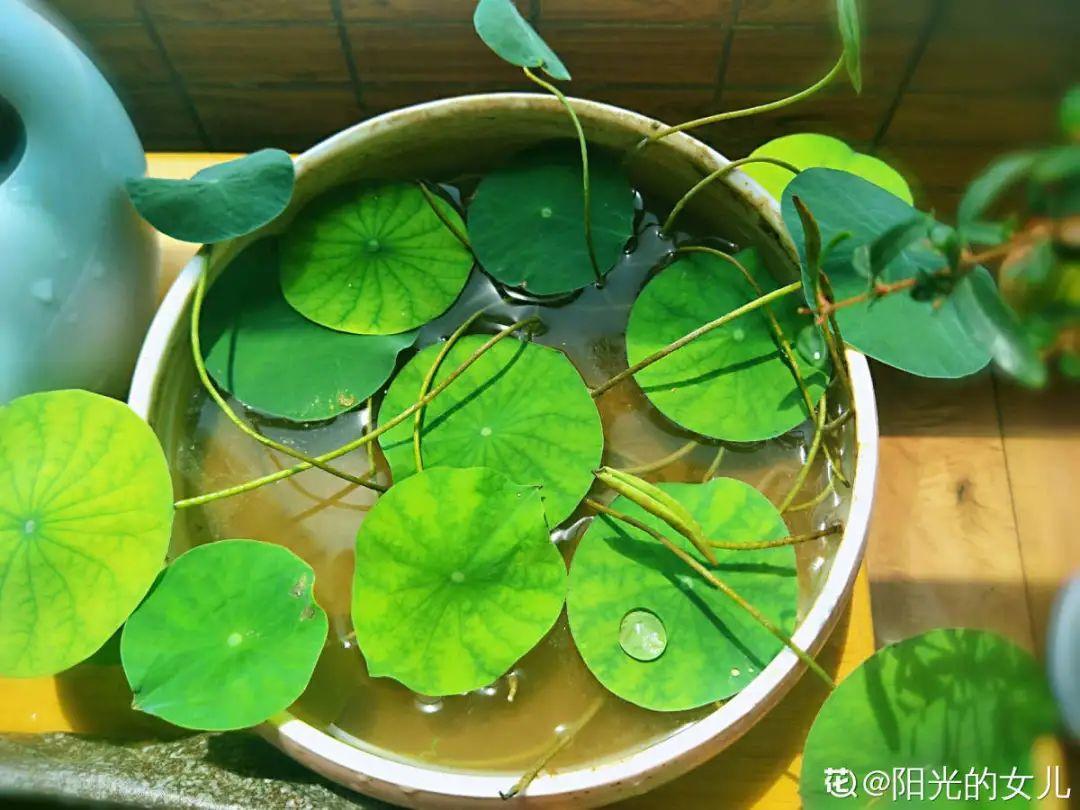 純水養花長不大，加點泥巴土，長滿新葉子