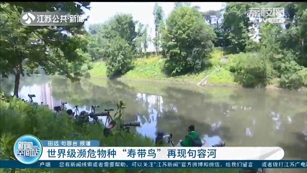 世界级濒危物种寿带鸟现句容河 意味着当地生态环境得到持续改善 荔枝新闻