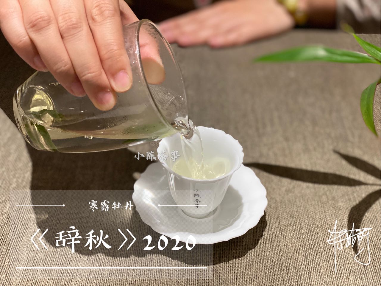為什么白茶要從壽眉喝起？3個理由，作為入門白茶夠不夠格？