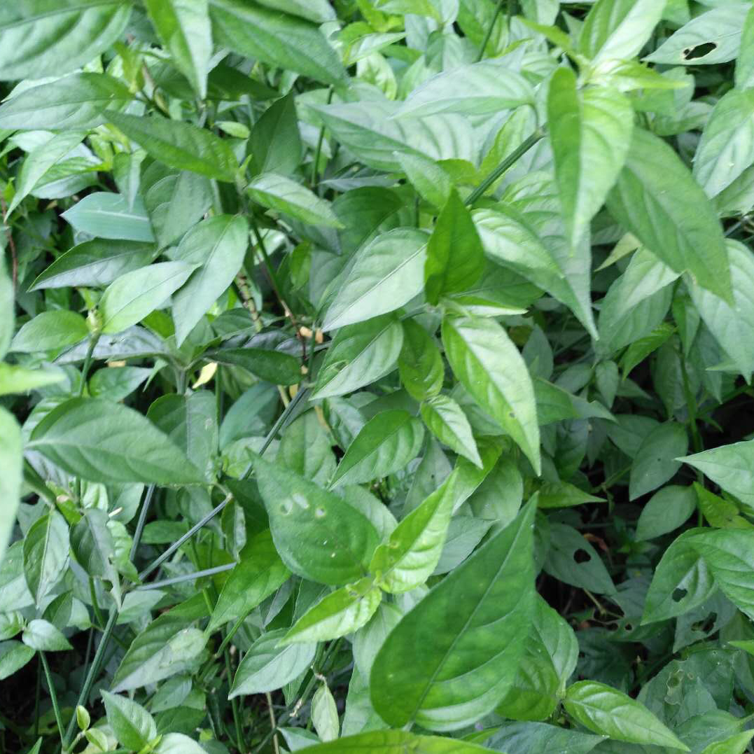 【原创】合集 果蔬粉 三月三到了,五色糯米饭的植物染料了解下?