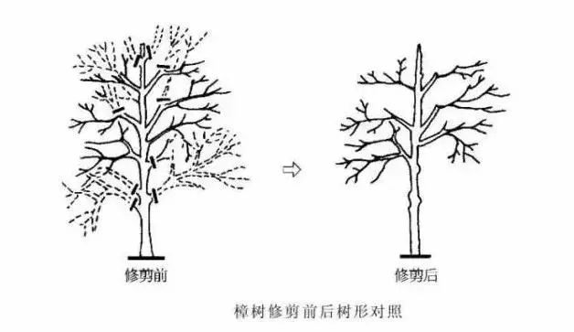 园林景观-乔木、灌木、藤本植物养护技术规范