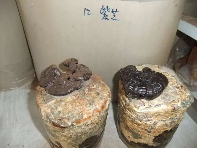 女業(yè)主被家里蘑菇嚇哭：怎么都除不掉，晚上還會化成一灘“黑水”！