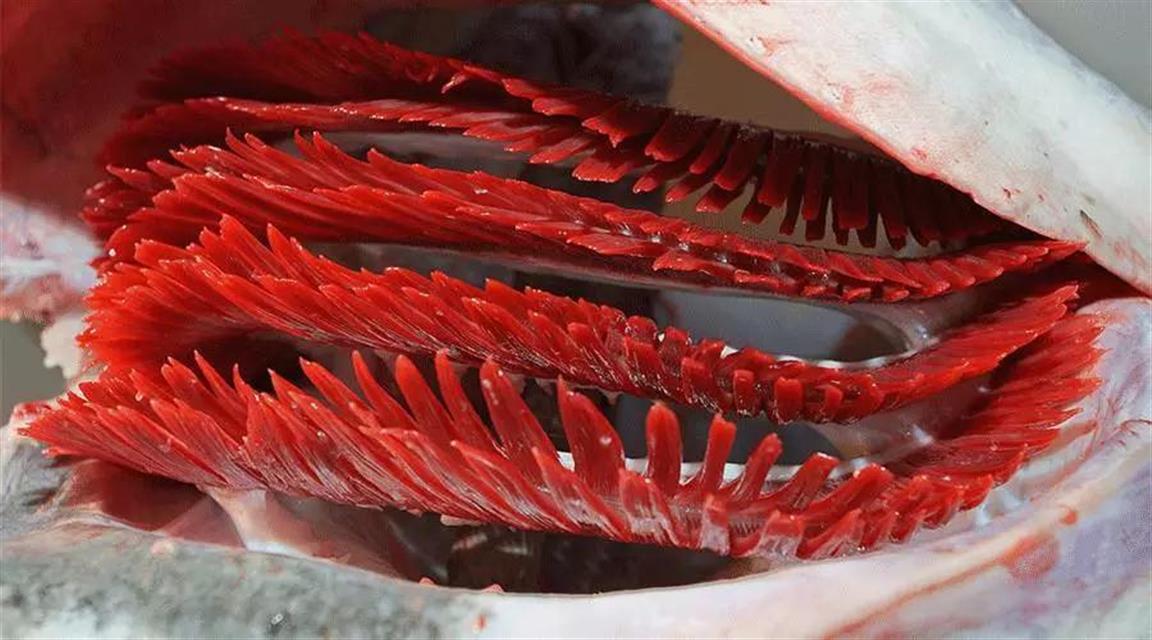 认识鱼鳃及其呼吸特点：鳃是鱼类最基本、最起码、最重要的器官